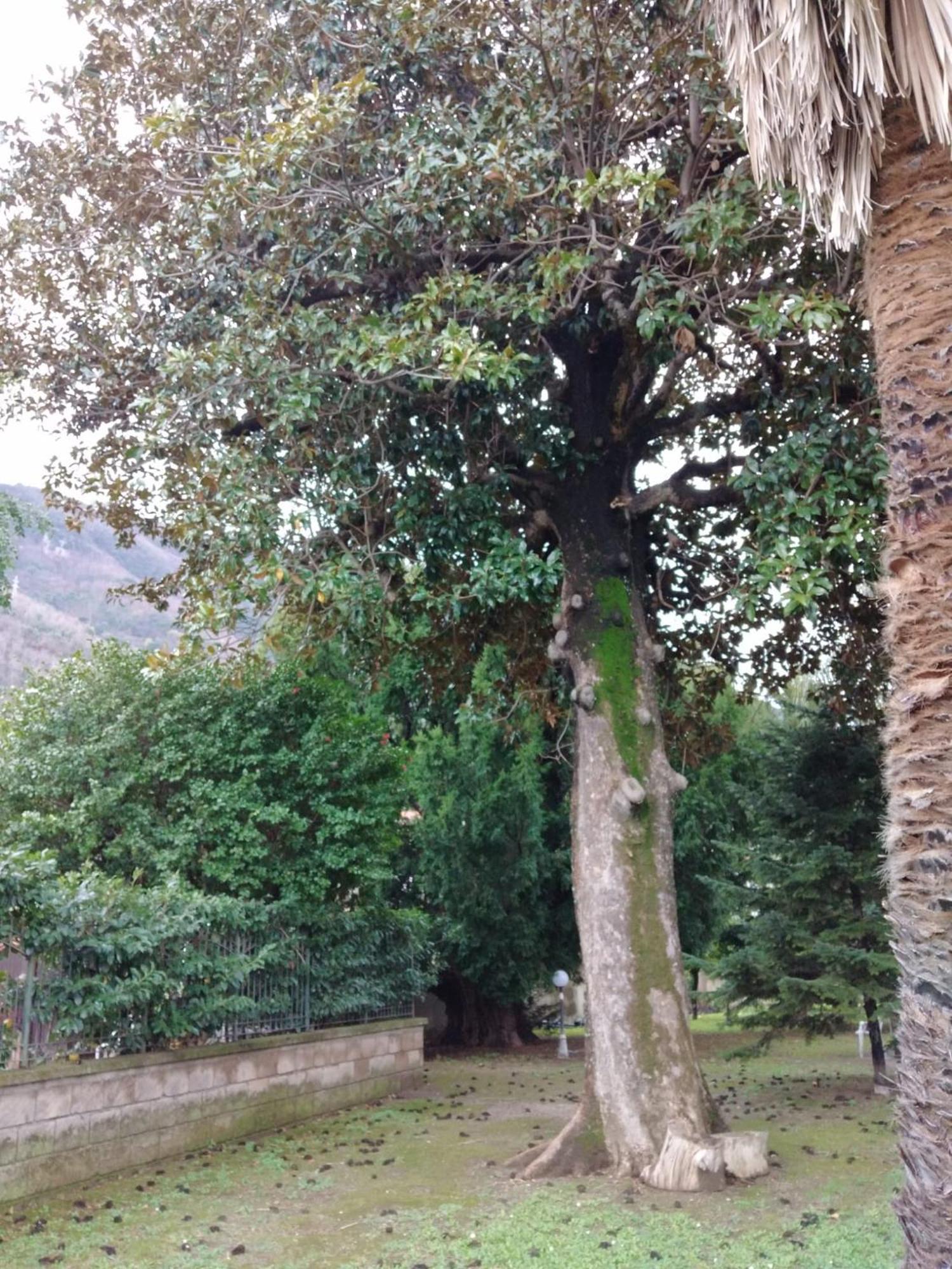 Villa Acton Castellammare di Stabia Exterior foto